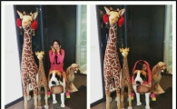 AOA 설현, 기린 인형과 깜찍셀카 공개 '뭐가 인형이야?'