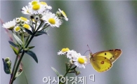 [포토]하늘하늘~ 나비와 개망초