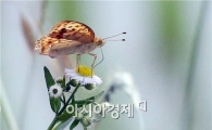[포토]나비의 꿀벌 사냥