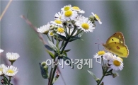 [포토]여름을 여유롭게 즐기는  '나비'  