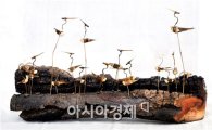 강진아트홀  '이성진 목공예전' 전