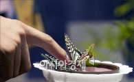 [포토]'나비와 교감중'
