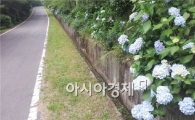 강진군, 건강 산책 코스길에 수국꽃 개화 ‘눈길’