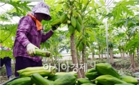 [포토]곡성에서 열대과일  파파야  수확 한창
