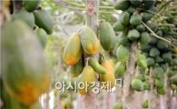 [포토]주렁주렁 익어가는 곡성 ' 파파야' 농장 