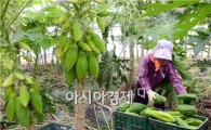 [포토]곡성은 열대과일 '파파야' 수확중