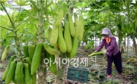 [포토]주렁주렁 열린 파파야 수확