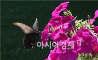 [포토]무더위속에 꿀 빨아먹는 나비