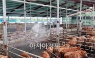 [포토]덥다 더워~축사에 물 뿌려 온도 낮춰라  