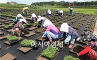 [포토]함평 국화 이식하는 아낙네들 구슬땀
