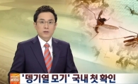 제주 아열대 모기 발견, '뎅기열' 비상