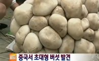 중국 초대형 버섯 발견…"무게 15㎏, 타이어 크기"