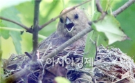 순천정원박람회장에  둥지 마련한  ‘붉은머리 오목눈이’