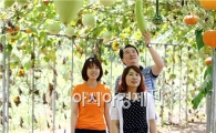 [포토]‘가을이 성큼’ 가을 재촉하는 조롱박