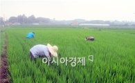 고창군, 벼 후기 병해충 종합방제  고품질 쌀 생산