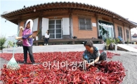 [포토]빨간 고추가 맞이하는 입추(立秋) 