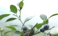 곡성군, 연중출하 할 수 있는 블루베리 생산체계 돌입