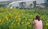 [포토] 코스모스와 해바라기에 둘러싸인 충남도청
