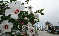 [포토]무궁화 핀 광화문 도심