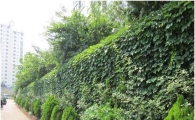 도심 폭염 열기 담쟁이가 식힌다