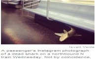 美 지하철 상어 발견, 대피 소동 벌어져 