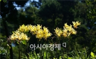 "상사화 흐드러진 '부안 마실길' 구경오세요"