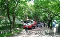 정읍시,폭염 대비 '내장산 단풍나무' 살려라