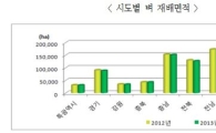 올해 벼 재배면적 1.9% 감소