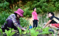 [포토]정성들여 심은 배추, 겨울에는 이웃돕기로 