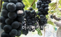 남원 흥부골 아영 포도, 본격 출하 소비자들 각광