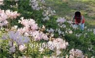 [포토]'상사화' 만개  탐방객 유혹