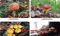 가을산의 화려한 유혹 '독버섯'