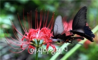 함평군, 2013 꽃무릇 큰잔치 20~21일 개최