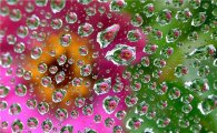 [포토]거미줄에 매달린 빗방울꽃