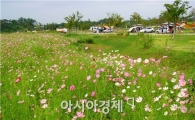 “코스모스와 함께 힐링 캠핑하세요”
