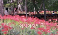 [포토]나그네 유혹하는 꽃무릇 장관 