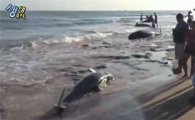 브라질 고래 떼죽음…집단 자살 현상, 원인은?