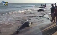 브라질 고래 떼죽음…집단 자살 현상, 원인은?