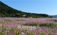 고창 고인돌유적지 코스모스 만개~가을 정취 만끽