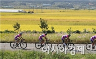 가을들판 달린 Tour de Korea 2013 스페셜대회