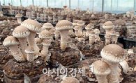 장흥군버섯산업연구원 ‘골든시드 프로젝트’ 수행 