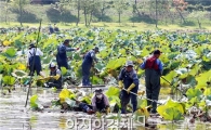[포토]연꽃 제거 하는 공무원들