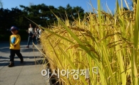 [포토]가을 인사하는 노란 벼 