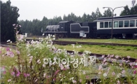 [포토]코스모스길 달리는 추억의 증기기관차