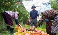고흥군, 웰빙과일 ‘석류' 수확 한창