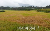 [포토]벼멸구로 폭탄 맞은  '황금들녘'