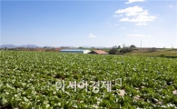 해남배추 올해 4389ha 식재, 전국 21% 차지