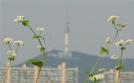 [포토]도심속 가을