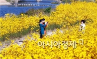 [포토]여심 사로잡는 좁은잎 해바라기꽃