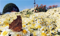 [포토]국화밭 나비의 아름다운 자태 